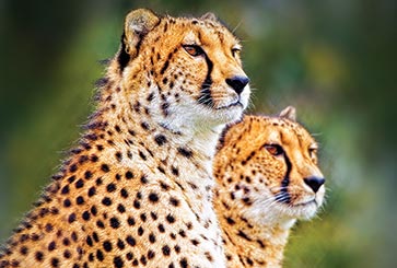 Safari
