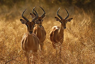 3 Days 2 Nights - Masai Mara Road Safari