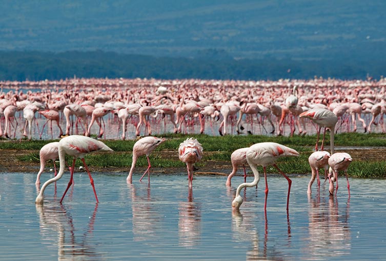 4 Days 3 Nights - Nakuru - Masai Mara - Road Safari