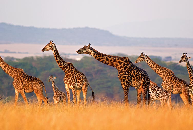 3 Days 2 Nights - Masai Mara Road Safari