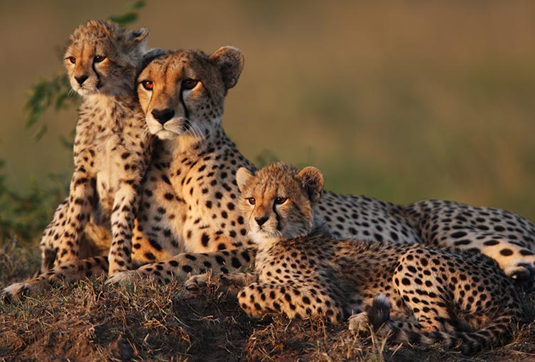 3 Days 2 Nights - Masai Mara Road Safari