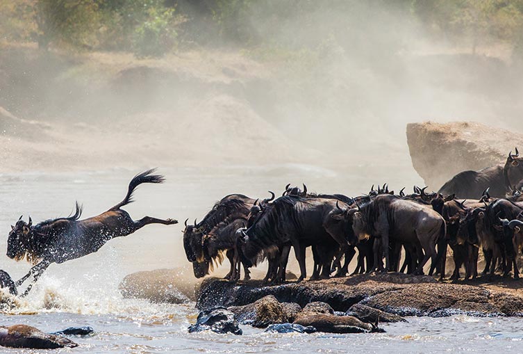 3 Days 2 Nights - Masai Mara Road Safari