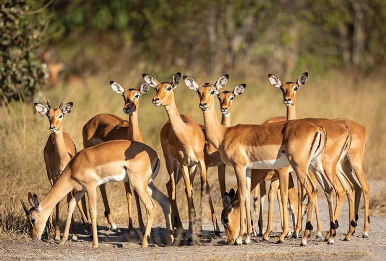 3 Days 2 Nights - Masai Mara Road Safari