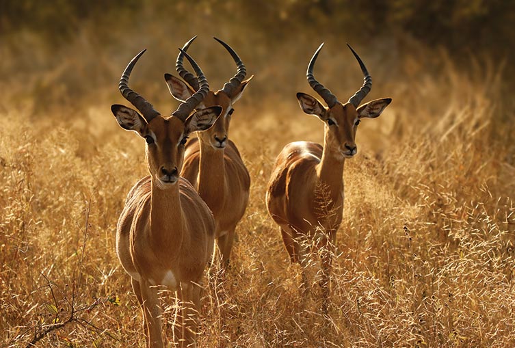 3 Days 2 Nights - Masai Mara Road Safari