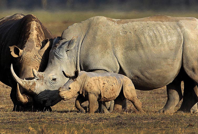 3 Days 2 Nights - Masai Mara Road Safari