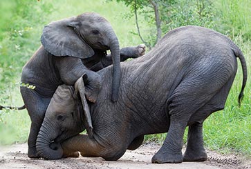 3 Days 2 Nights - Amboseli Road Safari