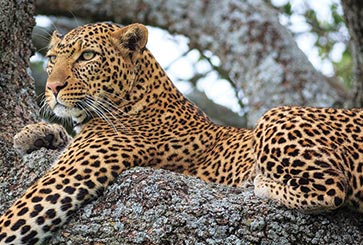 4 Days 3 Nights - Nakuru - Masai Mara - Road Safari