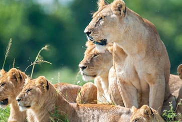 5 Days 4 Nights - Samburu Road Package