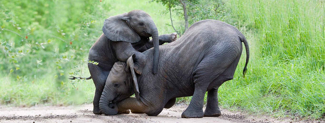 3 Days 2 Nights - Amboseli Road Safari