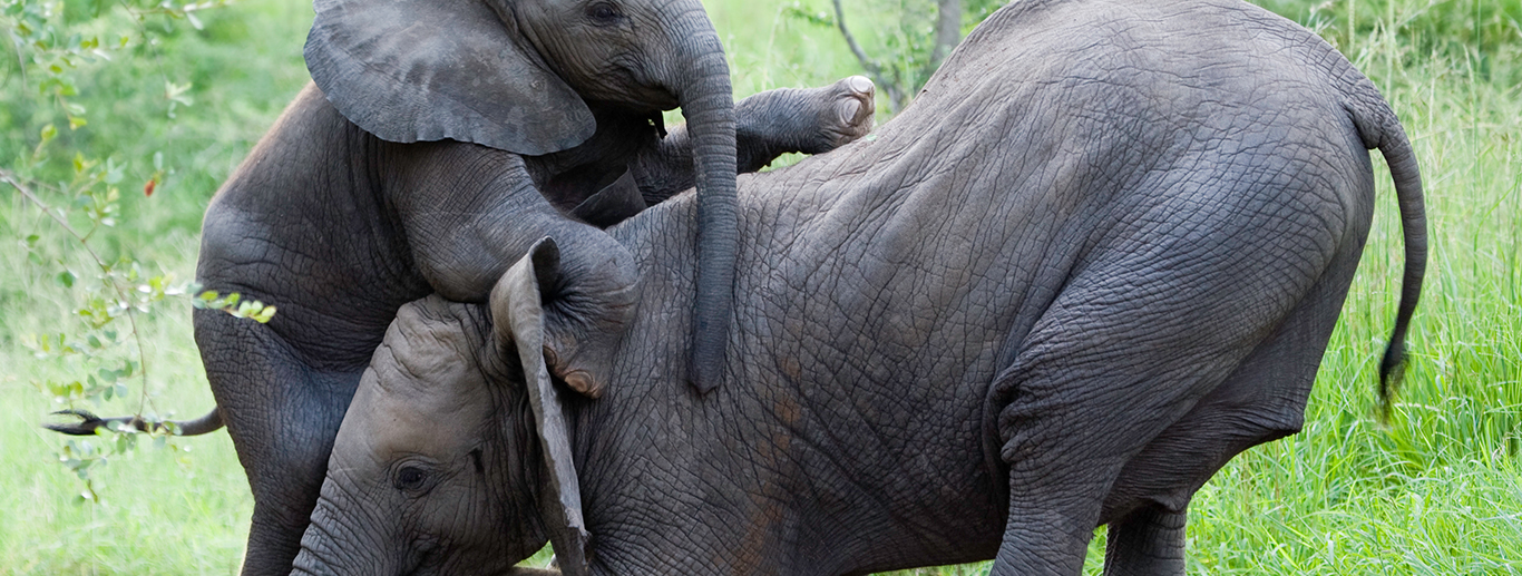 Kibo Safari Camp, Amboseli - 3 Days 2Nights