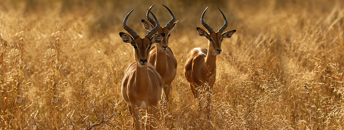 3 Days 2 Nights - Masai Mara Road Safari