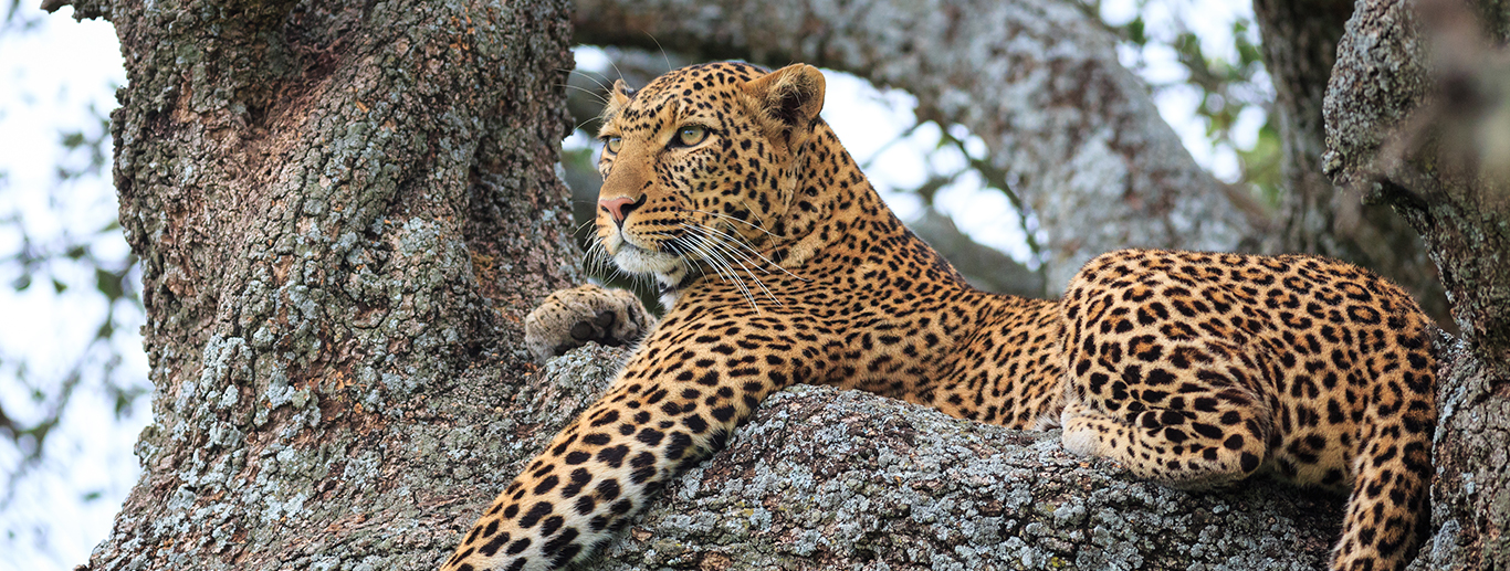 4 Days 3 Nights - Nakuru - Masai Mara - Road Safari