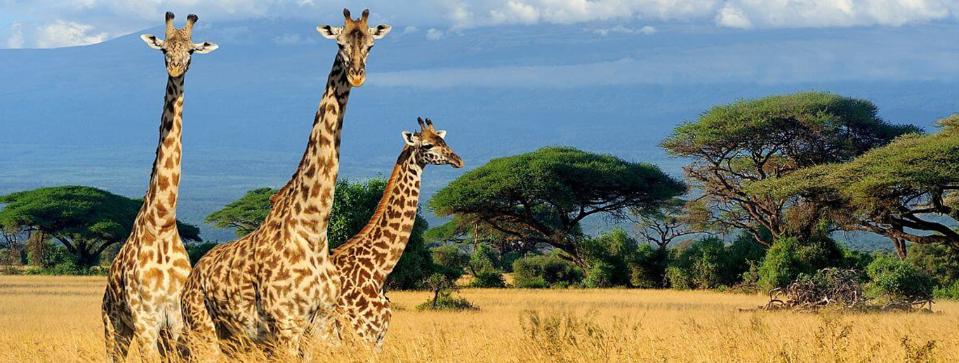 Ol Tukai Lodge, Amboseli - 3 Days 2Nights