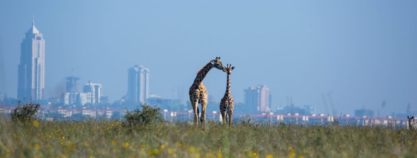 Safari Tour Nairobi National Park