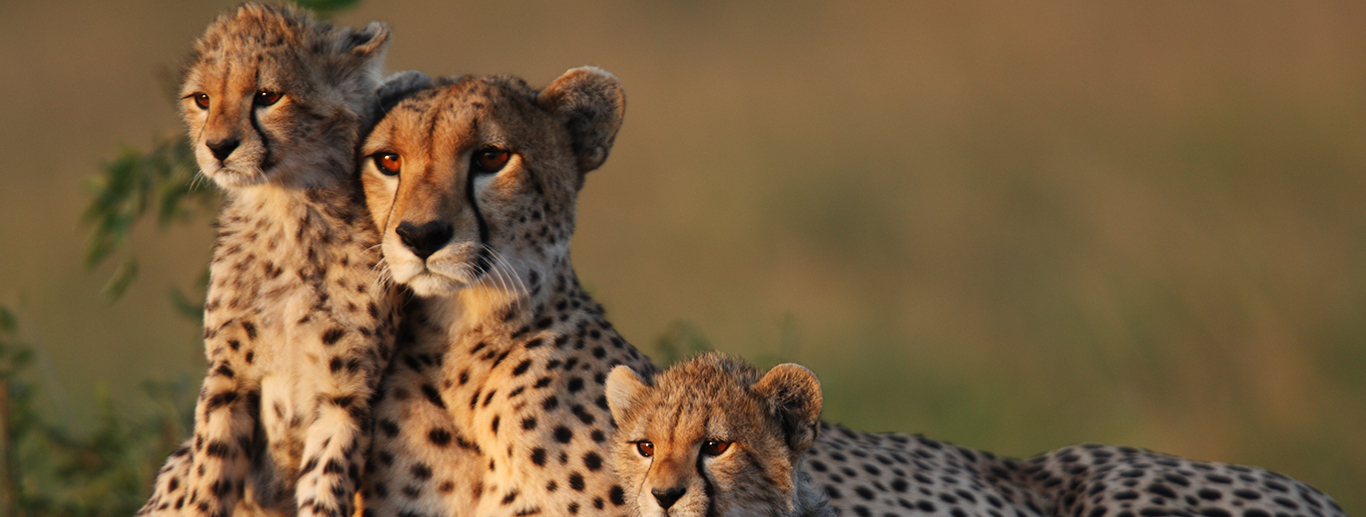 Tipilikwani, Mara - 3 Days 2Nights