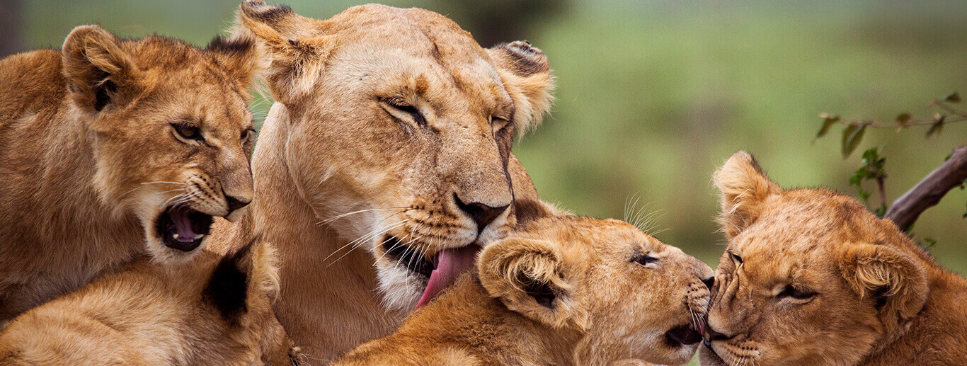 Enkorok Mara Camp, Masai Mara 2 Nights 3 Days 