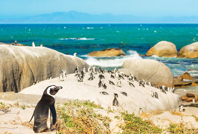 5 Days 4 Nights - Cape Town