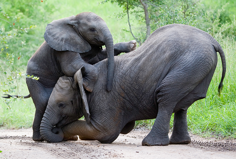 Ol Tukai Lodge, Amboseli - 3 Days 2Nights