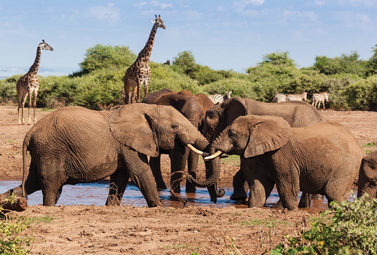 3 Days 2 Nights - Amboseli Flying Safari