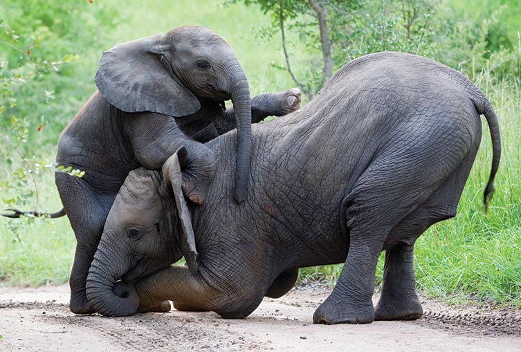 3 Days 2 Nights - Amboseli Flying Safari