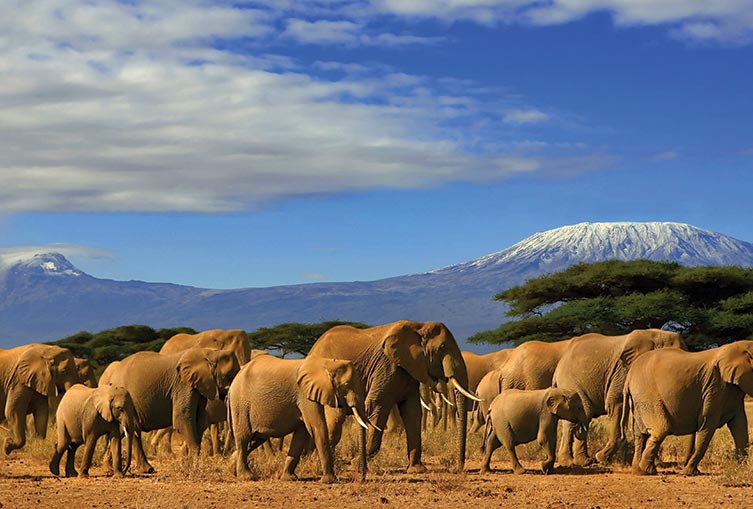 3 Days 2 Nights - Amboseli Flying Safari