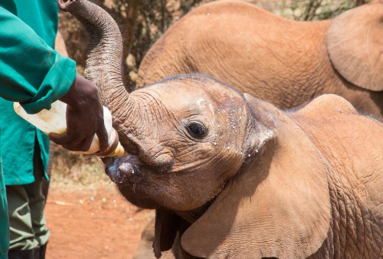 David Sheldrick Elephant Orphanage and Giraffe Center Full-Day Tour