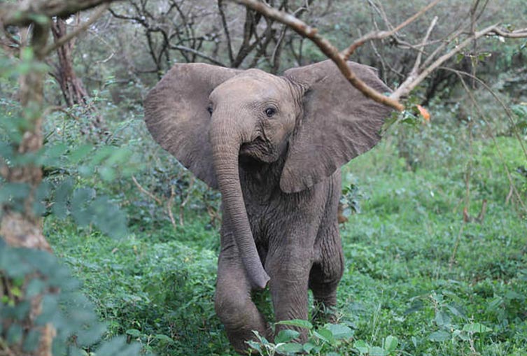 David Sheldrick Elephant Orphanage and Giraffe Center Full-Day Tour