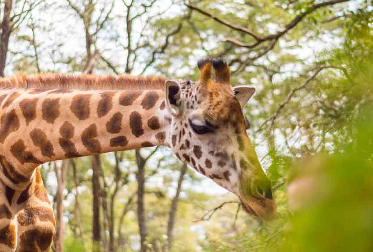 David Sheldrick Elephant Orphanage and Giraffe Center Full-Day Tour