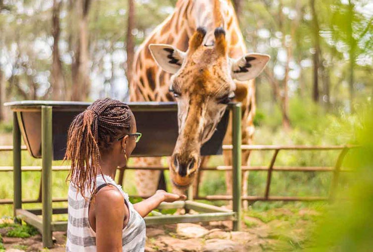 David Sheldrick Elephant Orphanage and Giraffe Center Full-Day Tour