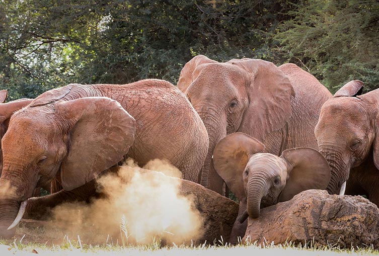 David Sheldrick Elephant Orphanage and Giraffe Center Full-Day Tour