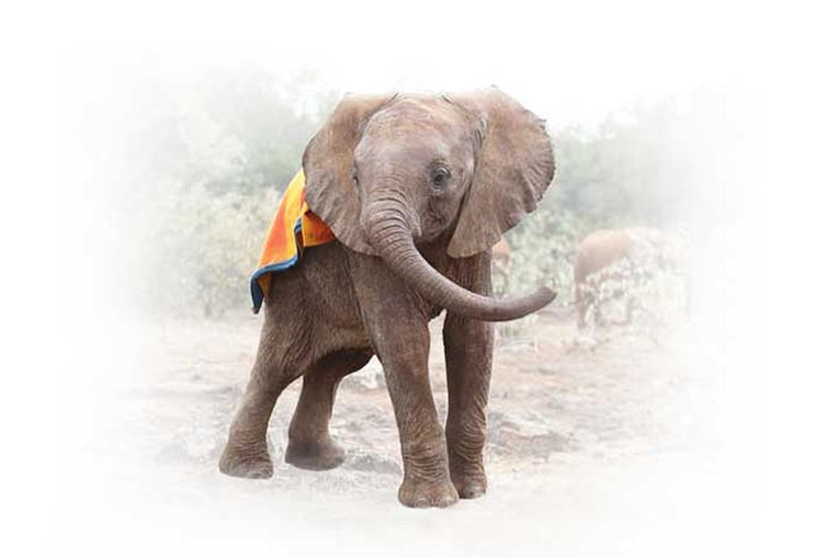 David Sheldrick Elephant Orphanage and Giraffe Center Full-Day Tour