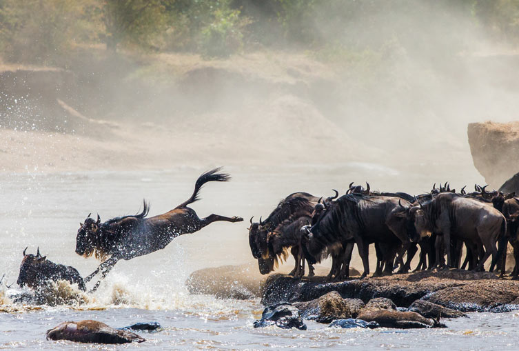 3 Days 2 Nights - Masai Mara Flying Safari