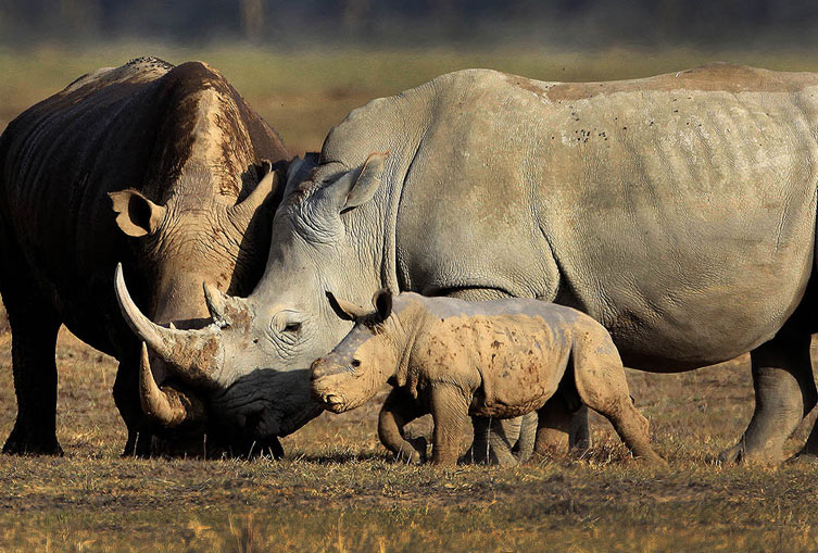 3 Days 2 Nights - Masai Mara Flying Safari