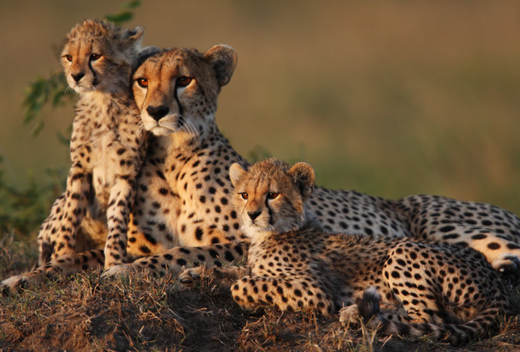 3 Days 2 Nights - Masai Mara Flying Safari