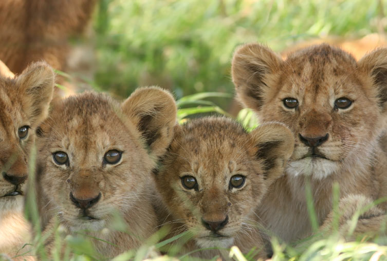 3 Days 2 Nights - Masai Mara Flying Safari