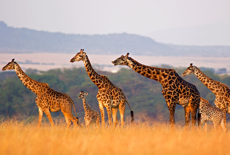 3 Days 2 Nights - Masai Mara Flying Safari