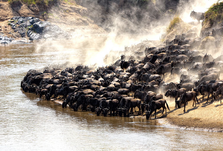 3 Days 2 Nights - Masai Mara Flying Safari