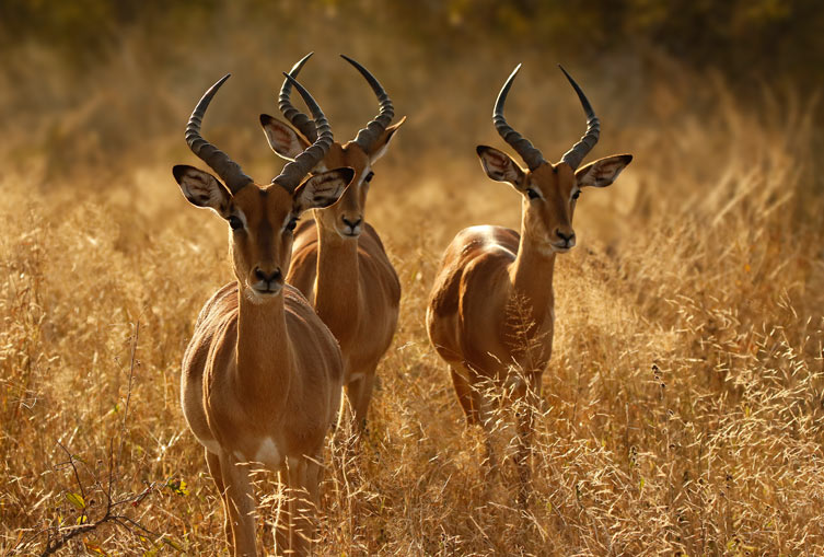 3 Days 2 Nights - Masai Mara Flying Safari