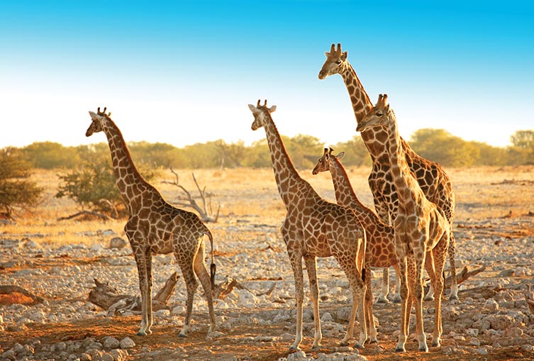 4 Days 3 Nights - Nakuru - Masai Mara - Road Safari