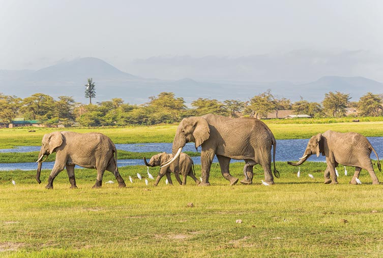 4 Days 3 Nights - Nakuru - Masai Mara - Road Safari