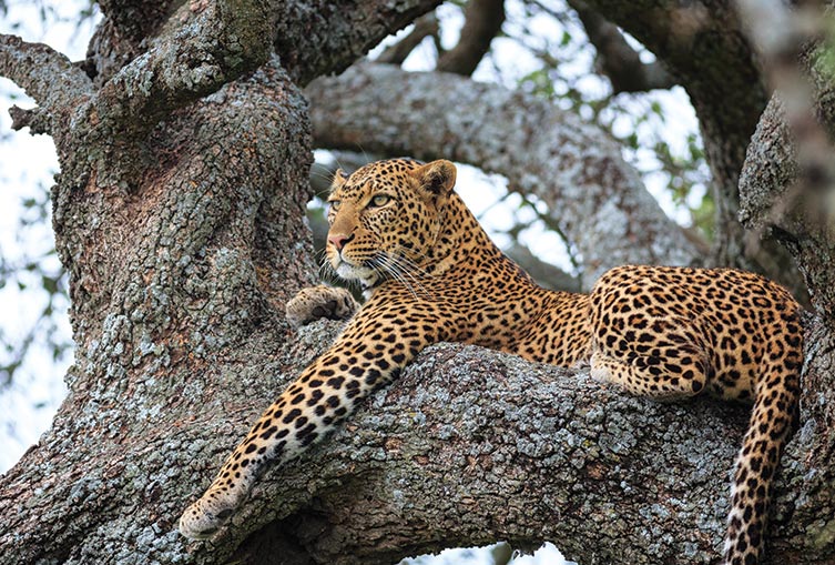 4 Days 3 Nights - Nakuru - Masai Mara - Road Safari