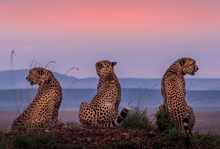 4 Days 3 Nights - Nakuru - Masai Mara - Road Safari