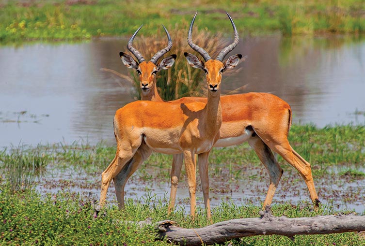 4 Days 3 Nights - Nakuru - Masai Mara - Road Safari