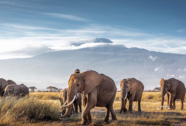 Ol Tukai Lodge - Amboseli Road Safari