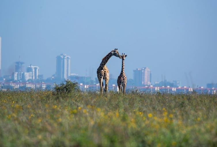 Safari Tour Nairobi National Park