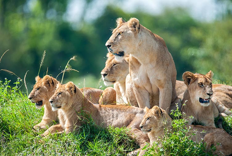 Safari Tour Nairobi National Park