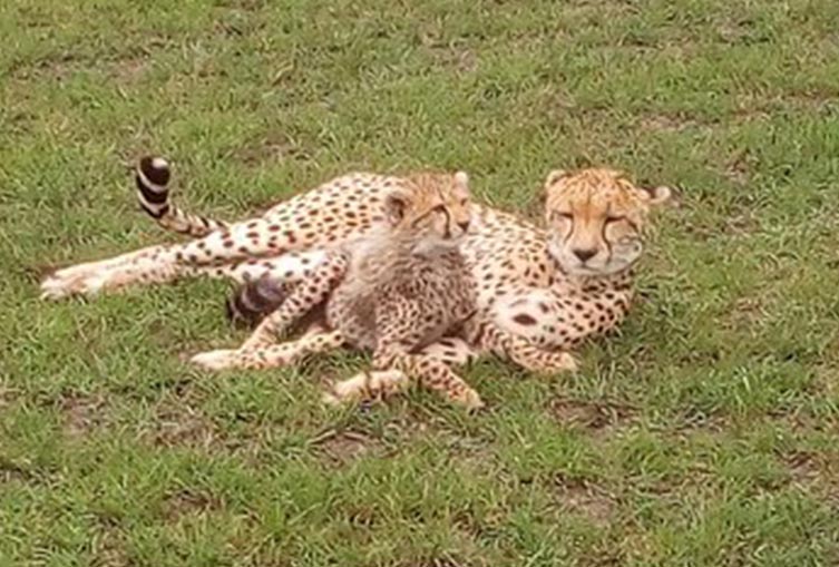 Safari Tour Nairobi National Park