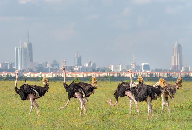 Safari Tour Nairobi National Park