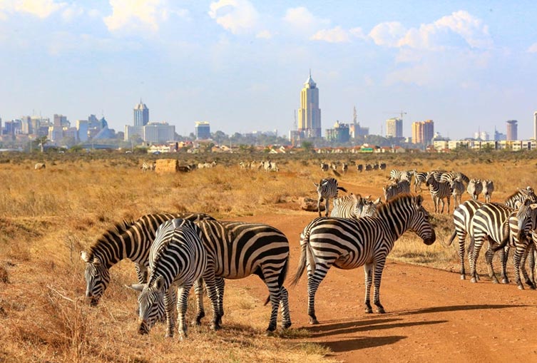 Safari Tour Nairobi National Park