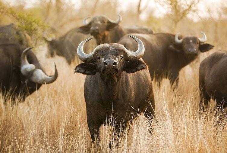 Safari Tour Nairobi National Park